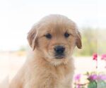 Image preview for Ad Listing. Nickname: Mocha
