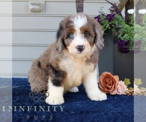 Bernedoodle (Miniature) Puppy for sale in NARVON, PA, USA