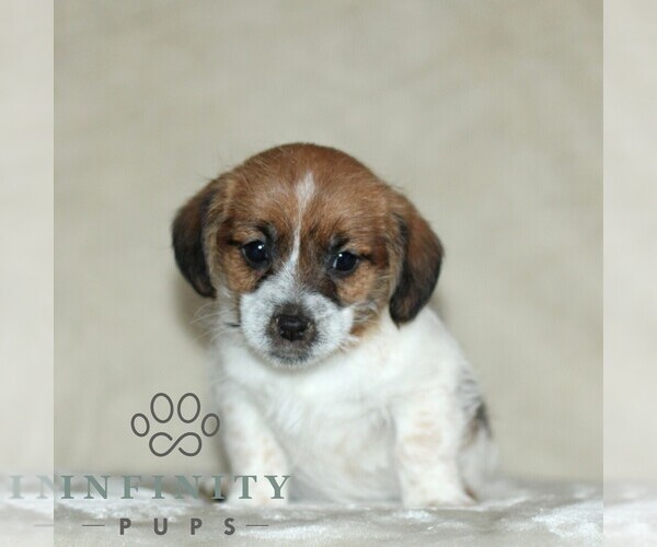 Medium Photo #5 Jack Russell Terrier-ShihPoo Mix Puppy For Sale in GORDONVILLE, PA, USA