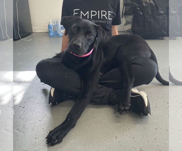 Medium Photo #6 Labrador Retriever-Unknown Mix Puppy For Sale in Oakhurst, NJ, USA