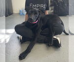Small #5 Labrador Retriever Mix