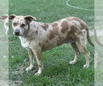 Small #1 Catahoula Leopard Dog Mix
