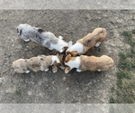 Small Photo #3 Cardigan Welsh Corgi Puppy For Sale in RIVERBANK, CA, USA