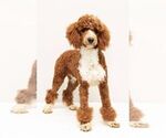 Small Photo #1 Goldendoodle (Miniature) Puppy For Sale in LITITZ, PA, USA