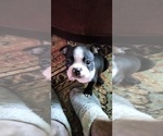 Small Photo #14 Boston Terrier Puppy For Sale in LIVERPOOL, TX, USA