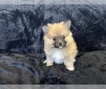 Small Photo #6 Pomeranian Puppy For Sale in TEMECULA, CA, USA