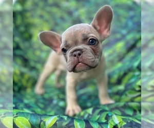 French Bulldog Puppy for sale in EUSTACE, TX, USA