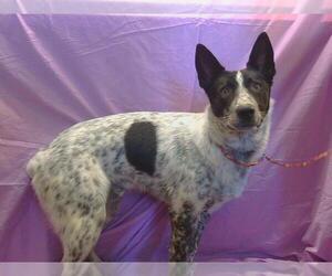 Australian Cattle Dog Dogs for adoption in Sacramento, CA, USA
