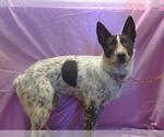 Small Australian Cattle Dog