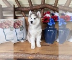 Small #3 Pomsky