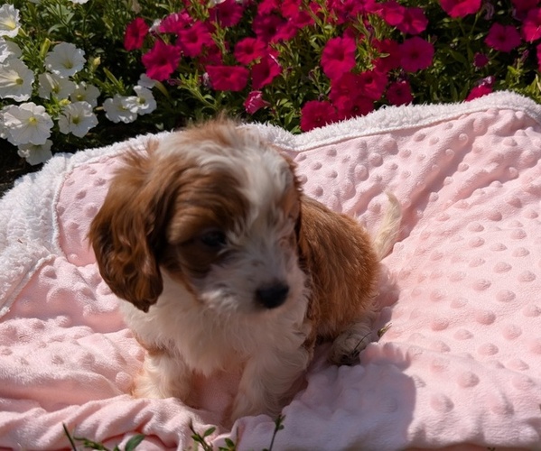 Medium Photo #20 Cavapoo Puppy For Sale in GOSHEN, IN, USA