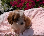 Small Photo #20 Cavapoo Puppy For Sale in GOSHEN, IN, USA