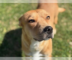 Carolina Dog-Unknown Mix Dogs for adoption in Tulsa, OK, USA