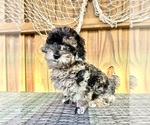 Small Photo #1 Poodle (Toy) Puppy For Sale in SAINT AUGUSTINE, FL, USA