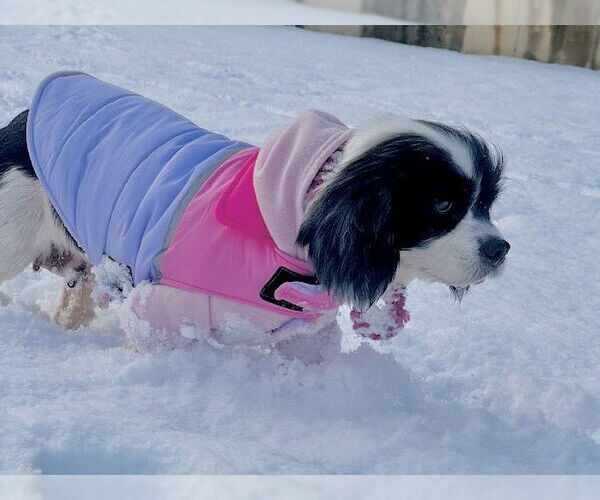 Medium Photo #3 Cockalier Puppy For Sale in Sherman Oaks, CA, USA