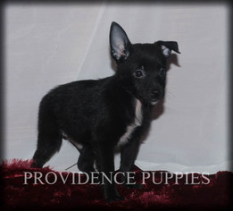 Fox Terrier (Toy)-Schipperke Mix Puppy for sale in WAYLAND, IA, USA
