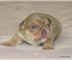 Small #5 Bulldog
