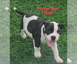 Alapaha Blue Blood Bulldog Puppy for sale in DANIA, FL, USA