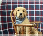 Small #1 Golden Retriever
