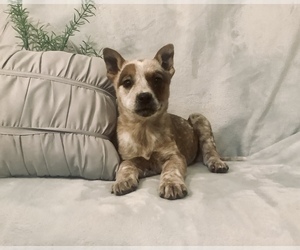Australian Cattle Dog-Border Collie Mix Puppy for sale in HILLSBORO, WI, USA