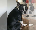 Small #8 Boston Terrier