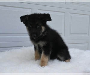 German Shepherd Dog-Siberian Husky Mix Puppy for sale in HOLMESVILLE, OH, USA