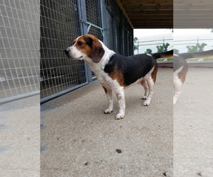 Beagle Dogs for adoption in Minneapolis, MN, USA