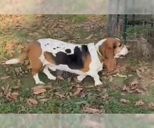 Medium Photo #2 Basset Hound Puppy For Sale in Deepwater, NJ, USA