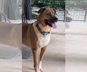 Chipper - Male Black Mouth Cur-Boxer Mix Dog for Adoption - Photo #4