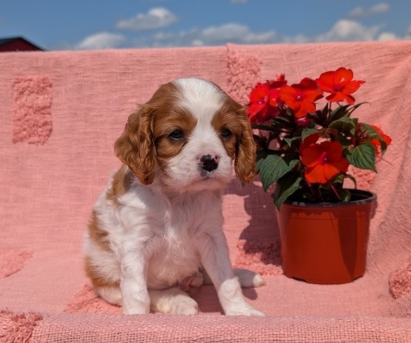 Medium Photo #29 Cavalier King Charles Spaniel Puppy For Sale in GOSHEN, IN, USA