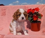 Small Photo #29 Cavalier King Charles Spaniel Puppy For Sale in GOSHEN, IN, USA