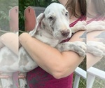 Puppy AKC Lana Great Dane