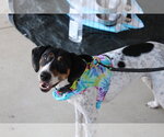 Small #7 American Foxhound-Beagle Mix