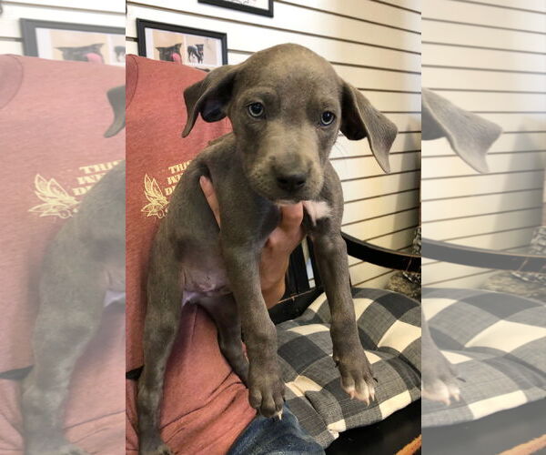 Medium Photo #2 American Pit Bull Terrier-Labrador Retriever Mix Puppy For Sale in Amarillo, TX, USA