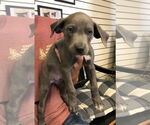 Small #1 American Pit Bull Terrier-Labrador Retriever Mix