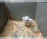 Small Photo #5 Maltese Puppy For Sale in CARROLLTON, GA, USA