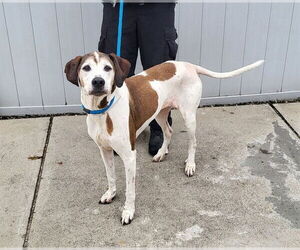 American Foxhound-Unknown Mix Dogs for adoption in Louisville, KY, USA