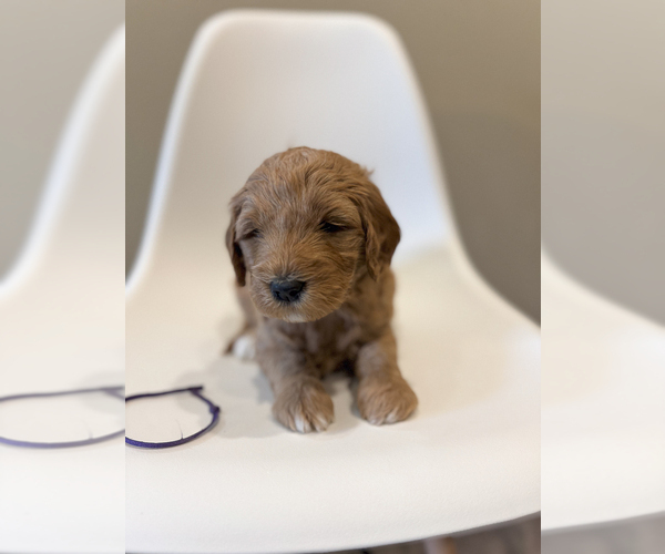 Medium Photo #2 Goldendoodle (Miniature) Puppy For Sale in ASH GROVE, MO, USA