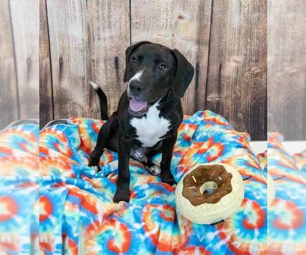 Medium Photo #4 Labrador Retriever-Unknown Mix Puppy For Sale in Kennesaw, GA, USA