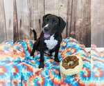 Small #3 Labrador Retriever Mix