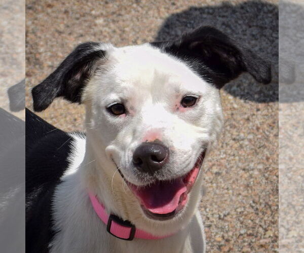 Medium Photo #1 American Staffordshire Terrier-English Springer Spaniel Mix Puppy For Sale in Huntley, IL, USA