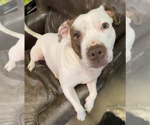 Medium Photo #2 American Staffordshire Terrier-Unknown Mix Puppy For Sale in Holly Springs, NC, USA