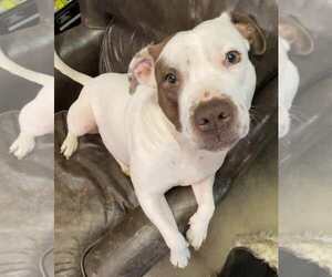 Juno - Female American Staffordshire Terrier-Unknown Mix Dog for Adoption - Photo #2