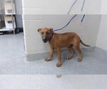 Small Labrador Retriever Mix