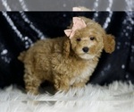 Small #4 Poodle (Miniature)