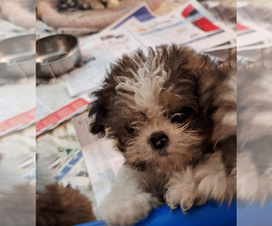 ShihPoo Puppy for sale in SPOTSYLVANIA, VA, USA