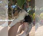 Small Photo #6 Australian Shepherd Puppy For Sale in SPENCER, TN, USA