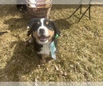 Small #10 Bernese Mountain Dog