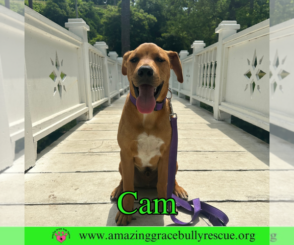 Medium Photo #5 Mutt Puppy For Sale in Pensacola, FL, USA
