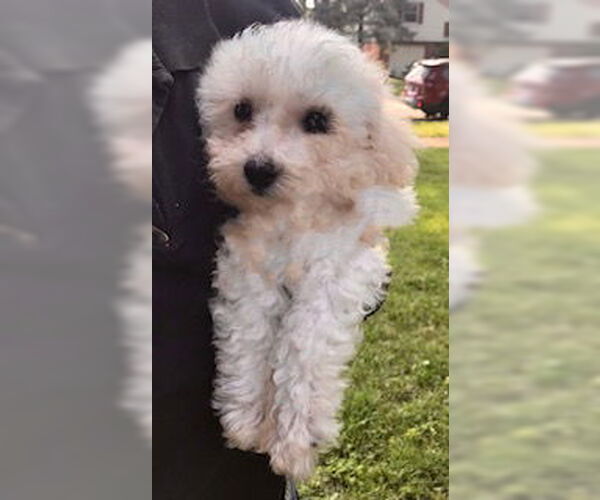 Medium Photo #2 Bichon Frise Puppy For Sale in Lincolnwood, IL, USA